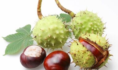 Horse chestnut from varicose veins of the lower extremities