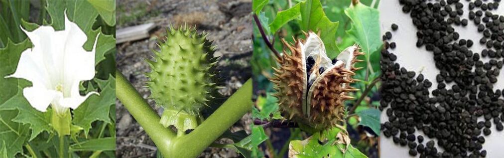Datura seeds for treating varicose veins at home