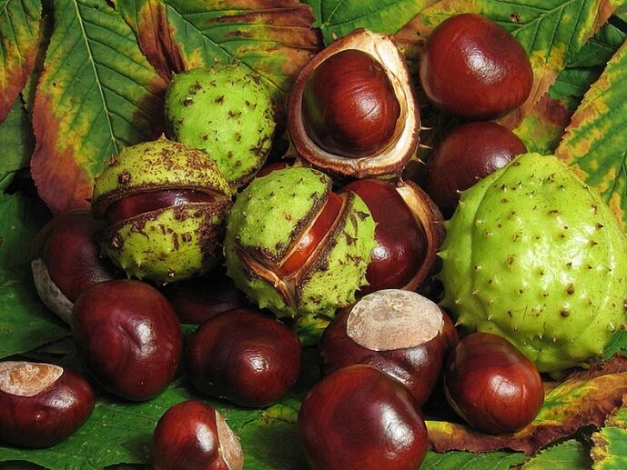 Horse chestnut to prepare an infusion of VRV