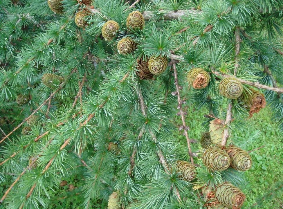 Larch serves as a raw material for the production of a medicinal decoction for varicose veins