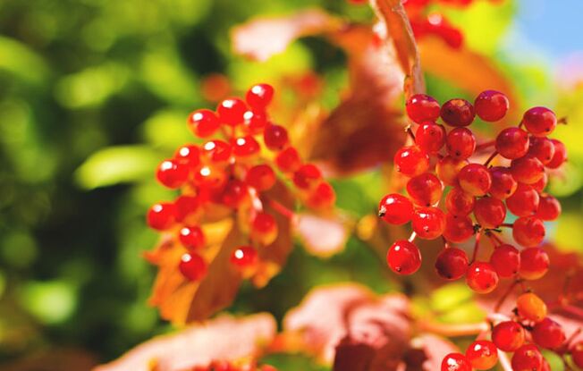 Viburnum berries help heal varicose veins